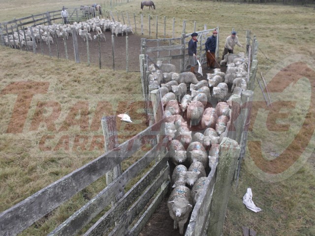 Transporte_de_hacienda_Uruguay_5